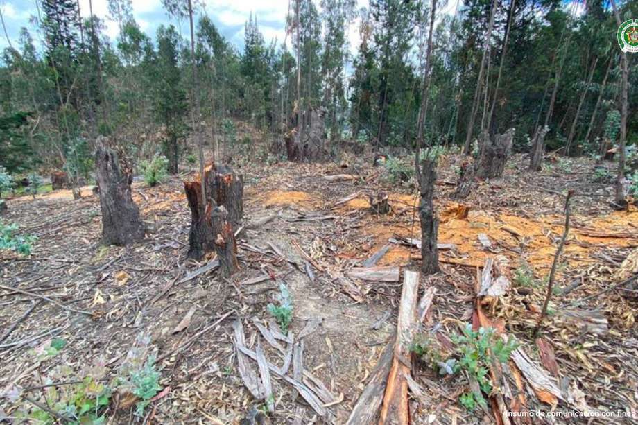 Los tres países suman el 64% de las superficies de bosques tropicales perdidas en las dos últimas décadas y Brasil lidera la lista, con más de 27 millones de hectáreas destruidas.