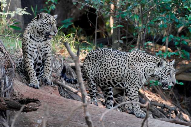 Jaguares en riesgo: ¿Qué está sucediendo con el felino más grande de Latinoamérica?  