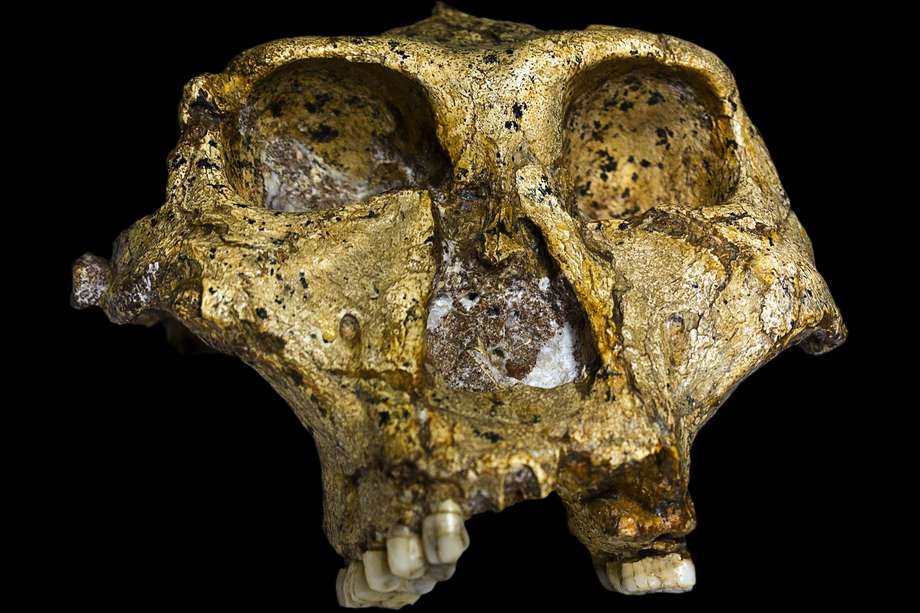 Los fósiles fueron hallados en una cueva de Sudáfrica.