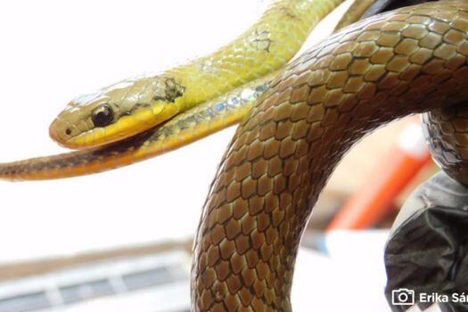 Serpiente de pantano encontrada en patrio taller de la primera línea del Metro de Bogotá.