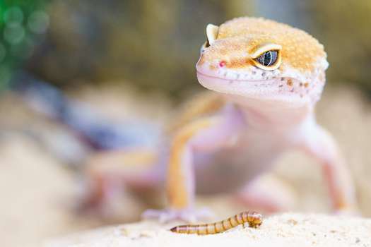 Los investigadores usaron tres especies de lagartos:  dos tipos de geckos y un lagarto del desierto, que es comúnmente conocido como lagarto de dedos marginales de Schmidt.