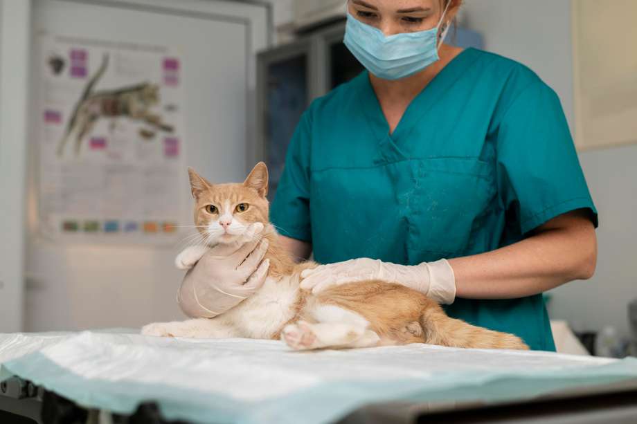 La revisión médica veterinaria regular es importante para detectar con antelación enfermedades como la diabetes.
