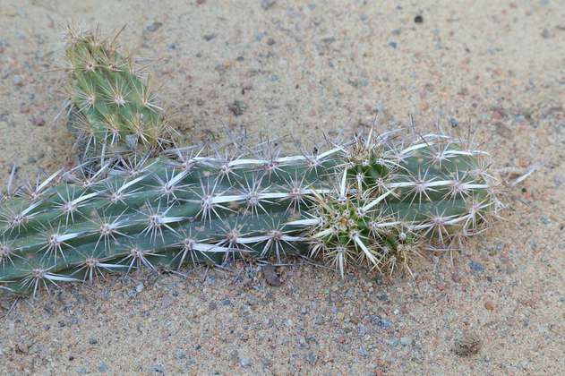 La chirinola, el único cactus en el mundo que ‘camina’
