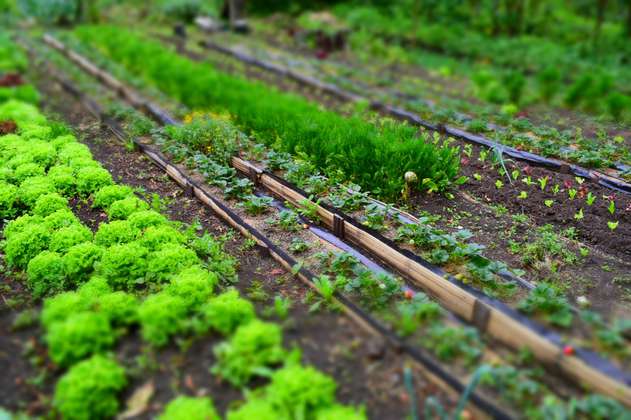 Agroecología: una vía para los sistemas alimentarios sostenibles en Colombia