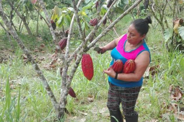 “No es imposible vivir sin coca”: habitantes de El Placer (Putumayo)