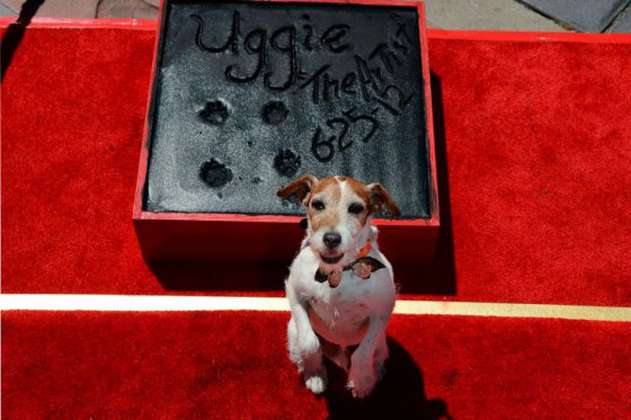 Sacrificaron a Uggie, el perro de la película "The Artist"