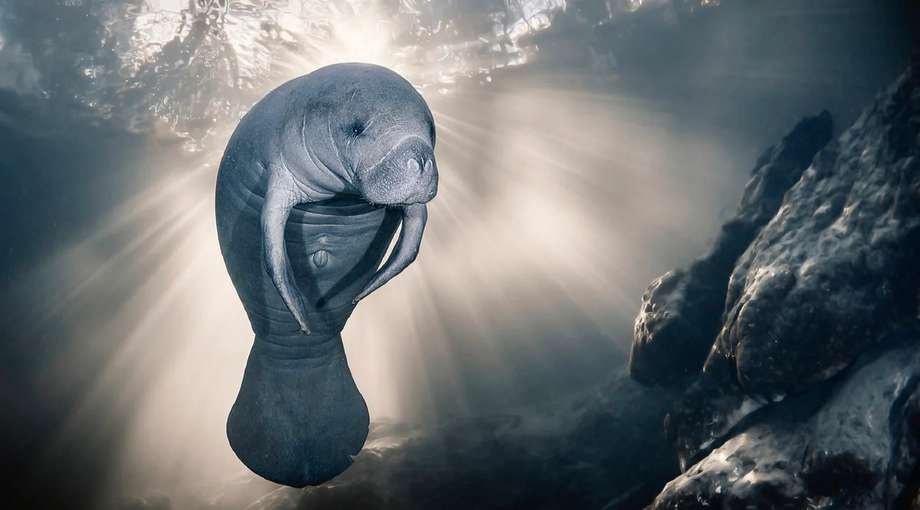 Las impresionantes fotos ganadoras del concurso de fotografía en el océano