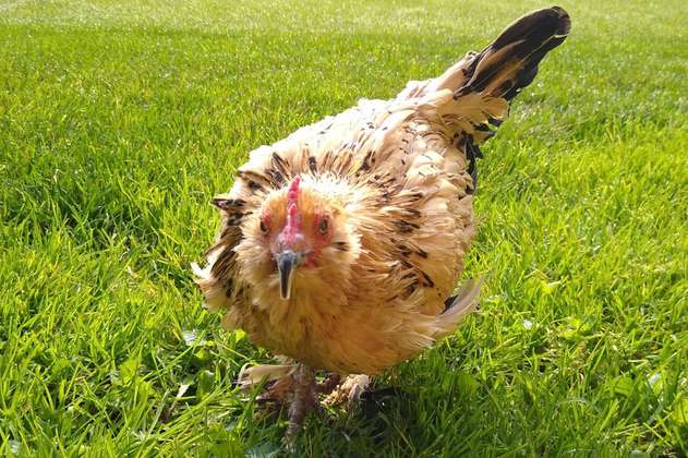 Murió Peanut, la gallina más vieja del mundo, ¿cuántos años tenía?