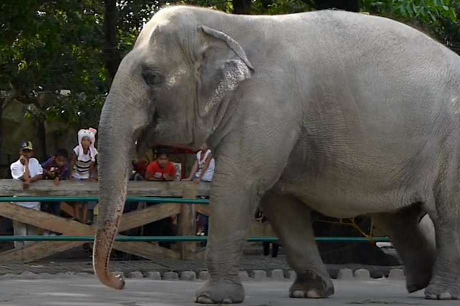 Ahora descansa en paz la única elefante que había en Filipinas.
