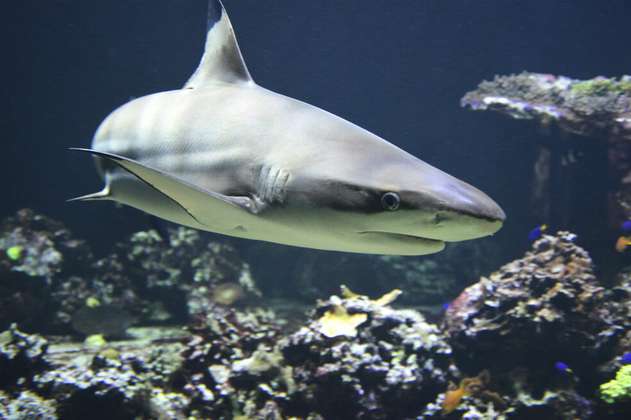 Según la Lista Roja de UICN, 17 especies de tiburones están en peligro de extinción