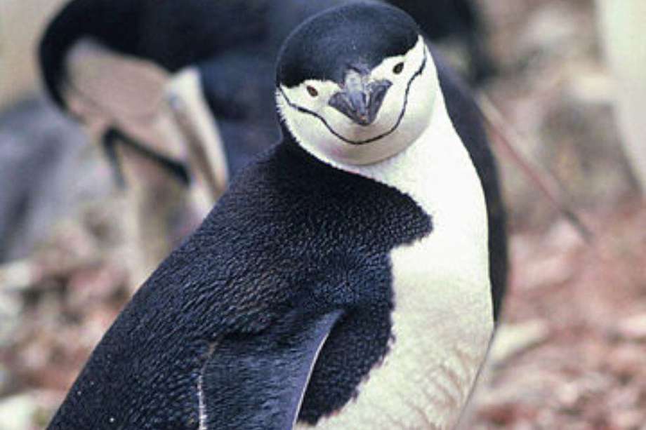 El pingüino barbijo es una especie característica de la Antártida.