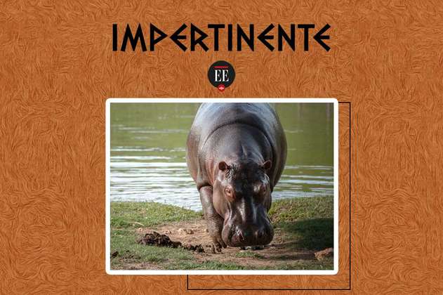 Hipopótamos en Colombia, entre la inacción estatal y las medidas ineficaces