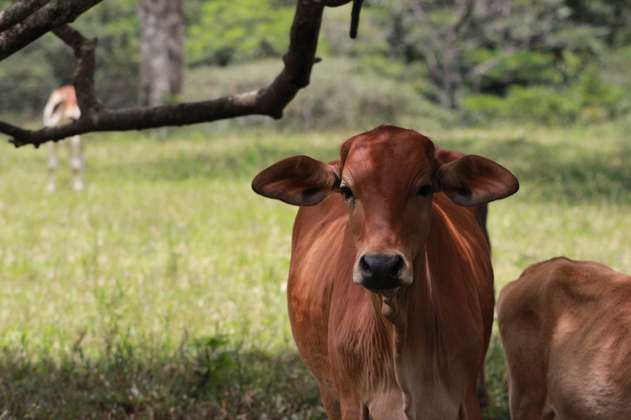 Colombia empezará a exportar carne bovina a China después de Semana Santa