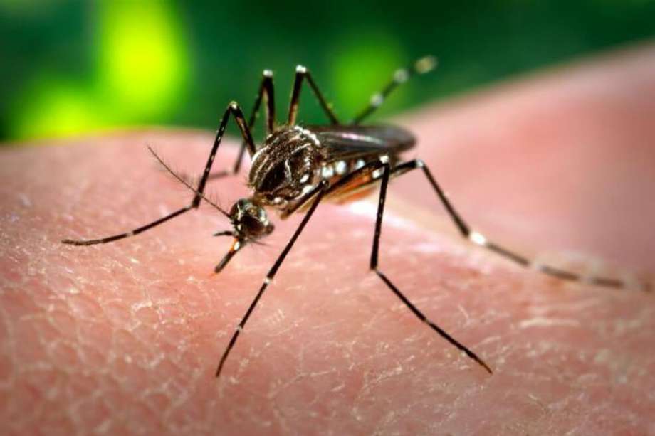 El mosquito Aedes aegypti, culpable de la transmisión del virus del Zika. / Wikimedia - Creative Commons