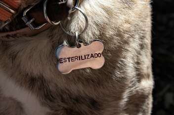 La ley para esterilizar perros y gatos que decepcionó a varios veterinarios y biólogos