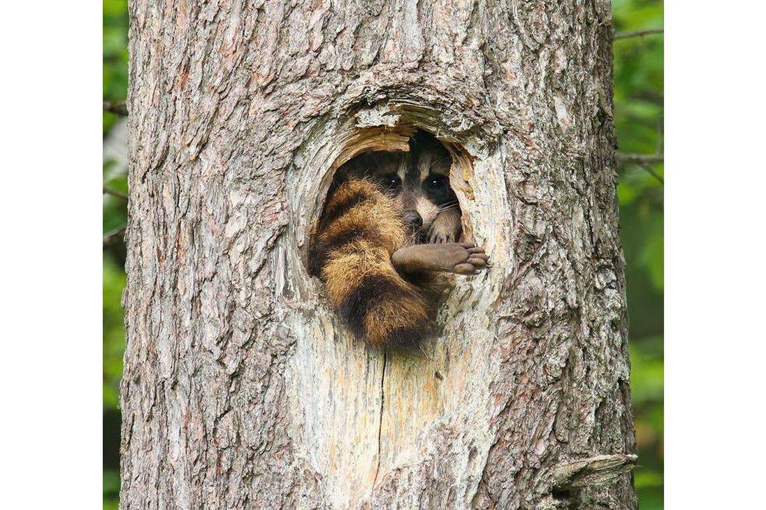 Este mapache fue capturado en Wisconsin, Estados Unidos. Hay un gran pino con un agujero de tamaño pequeño a mediano cerca de mi casa, donde un mapache joven ha habitado en el último año", dice Brook Burling, fotógrafo.