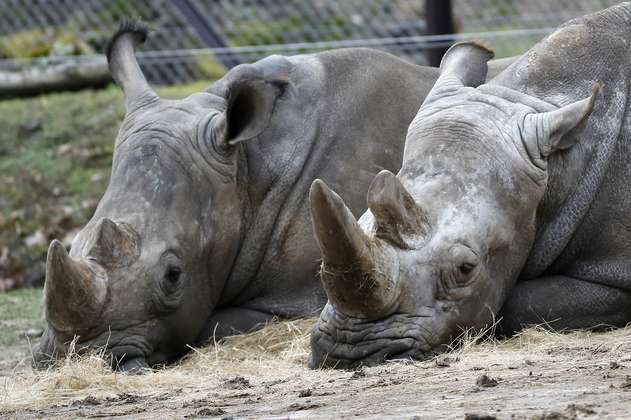 Zoológico belga acorta los cuernos de sus rinocerontes para evitar su robo