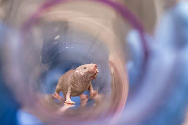 Ahora sabemos por qué las ratas topo desnudas nunca pierden su fertilidad