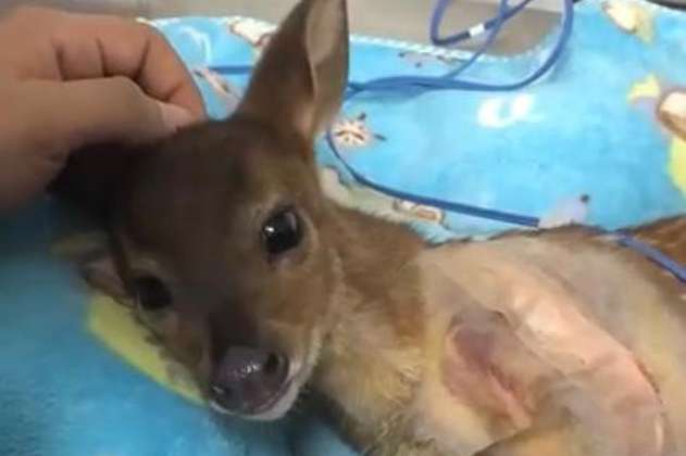 En Tolima: rescatan a un venado bebé que fue atacado por un perro 