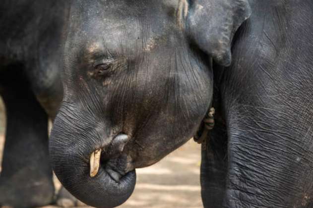 Por maltrato animal murió Dumbo, una cría de elefante que vivía en zoológico de Tailandia
