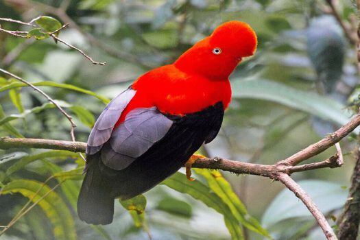 Colombia es el país con el mayor número de especies de aves en el mundo, con un registro aproximado de 1.932 especies, equivalentes a un 20% de las existentes en todo el planeta.   / eBird