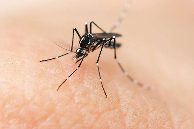 Ahora se pueden rastrear en tiempo real mosquitos que portan enfermedades por el mundo