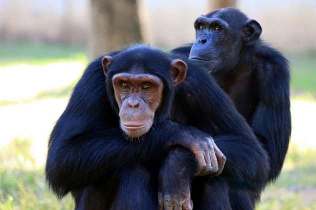 Chimpancés con ébola se curan con una nueva vacuna oral 