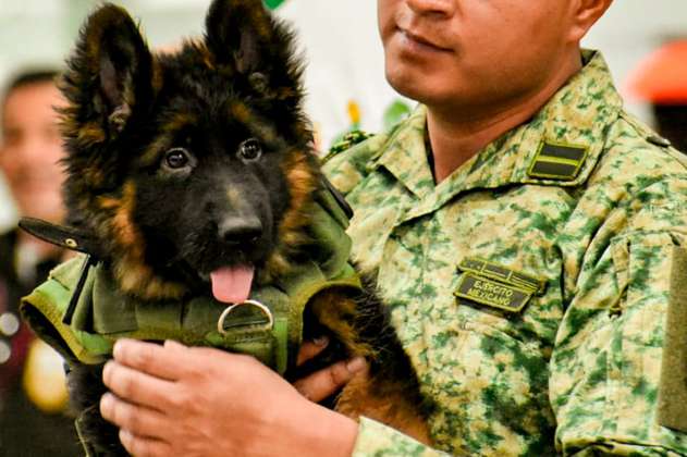 Diplomacia canina: Turquía envió un cachorro a México luego de la muerte de Proteo