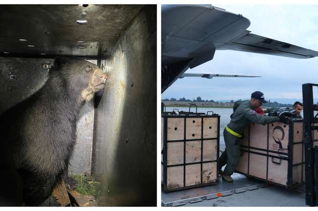 Fuerza Aérea traslada dos osos de anteojos para asegurar su supervivencia