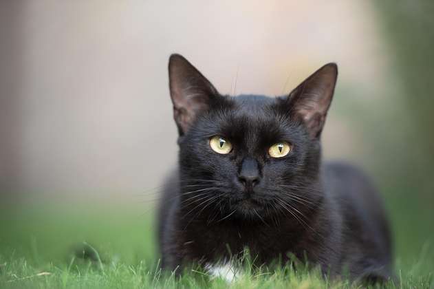 ¿Por qué es bueno tener un gato negro en la casa?