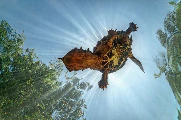 Ciencia para enfrentar el tráfico ilegal de tortugas matamata
