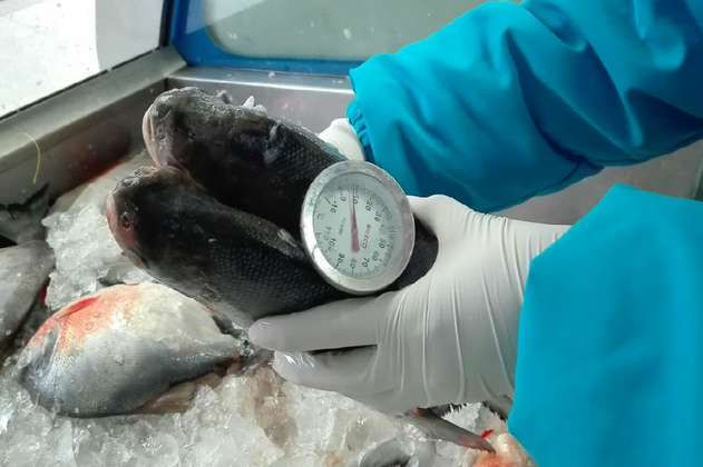 Evite intoxicaciones: ¿cómo identificar el pescado en buen estado?