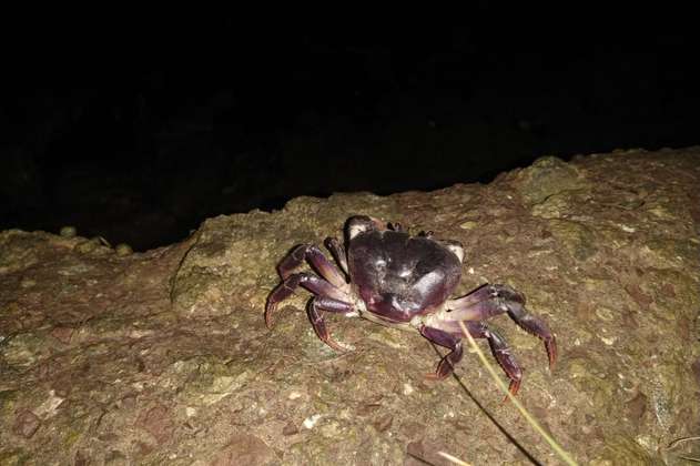 Inicia veda de cangrejo negro en San Andrés, Providencia y Santa Catalina