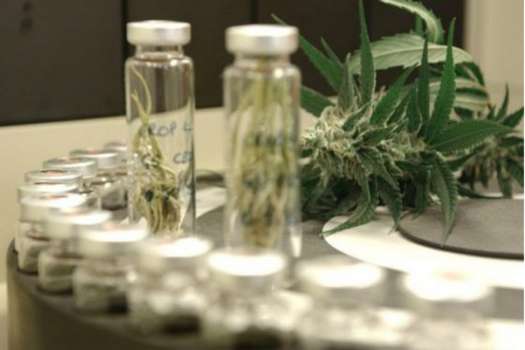 Marihuana medicinal no va en contra de la lucha contra el narcotráfico: Santos