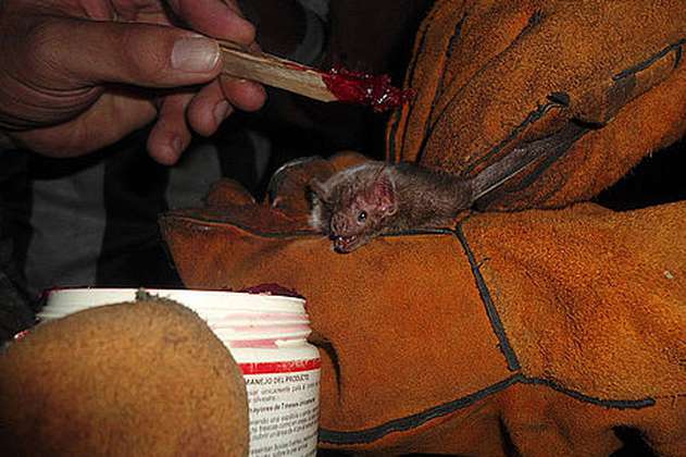 Comienza vigilancia a murciélagos en el Caribe