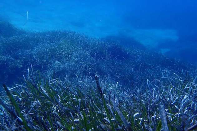 Cambio climático obligará a las especies marinas a mudarse a más de 18 metros de profundidad