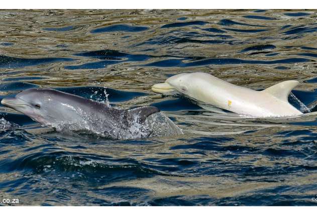 Avistan a un delfín albino “extremadamente raro”