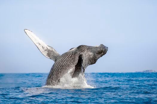 El avistamiento de ballenas jorobas es uno de los atractivos turísticos de Chocó. 