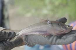 Las estrategias en marcha para conservar los peces del río Cauca