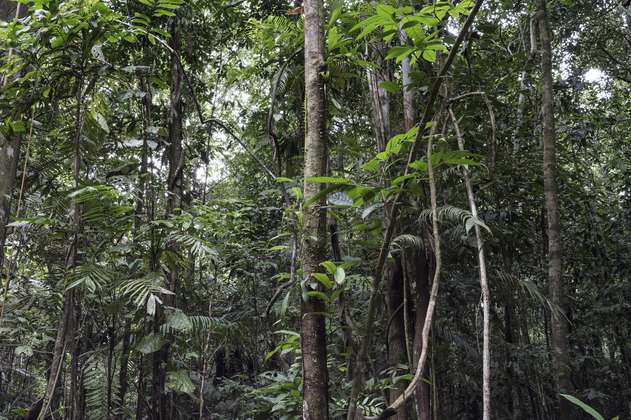 Cuidar la selva, una despensa de plantas medicinales