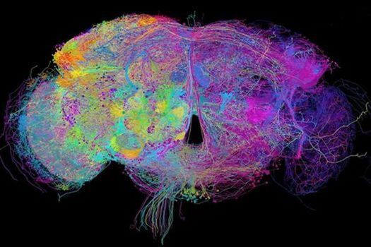 El cerebro de la mosca de la fruta contiene 100.000 neuronas, que ahora se pueden rastrear en detalle (hilos de colores) utilizando un conjunto de datos que incluye aproximadamente 21 millones de imágenes.  / Z. Zheng et al./Cell 2018
