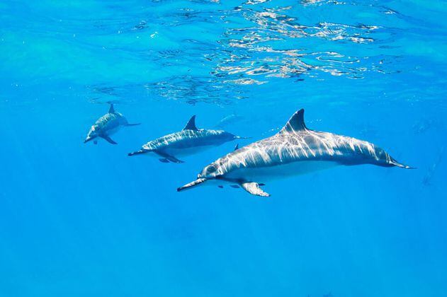 A mar abierto: un proyecto del Acuario de Santa Marta para acercar a los delfines a su hábitat