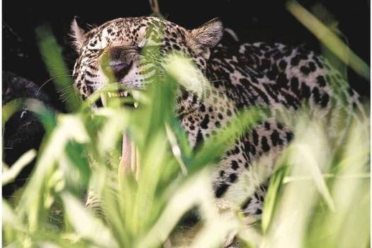 Imagen de una de las escenas de “Jaguar: voz de un territorio”.