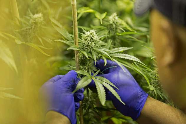 El cannabis medicinal colombiano ya cotiza en la bolsa de Canadá 