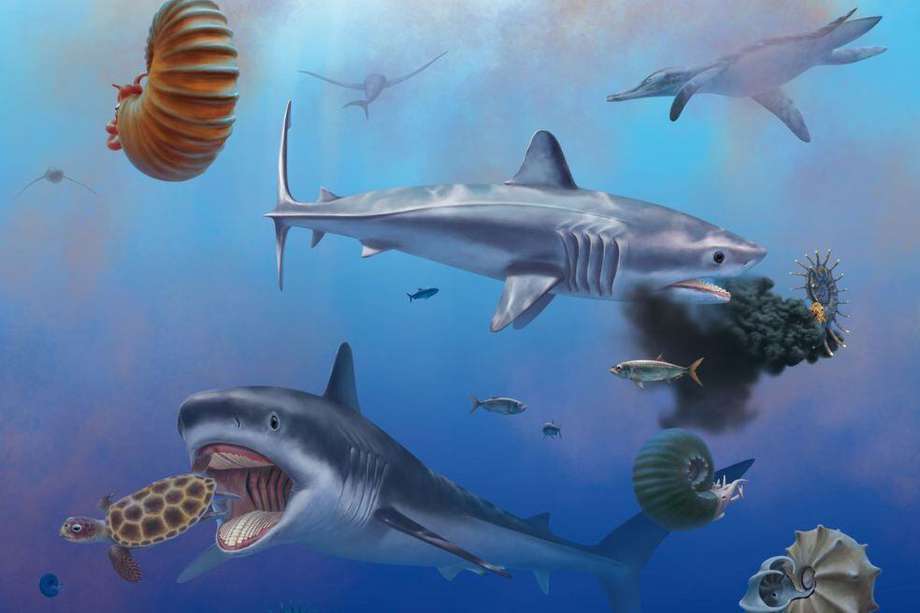 Los investigadores sugieren que Ptychodus cazaba presas en aguas abiertas y su alimento probablemente eran animales con caparazón.