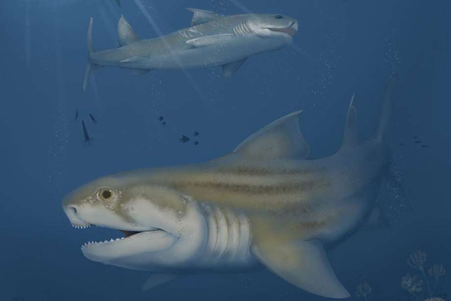 Esta es una reconstrucción de las dos especies nuevas de tiburón. Glikmanius careforum es la especie que está nadando en primer plano. La de arriba es Troglocladodus trimblei.