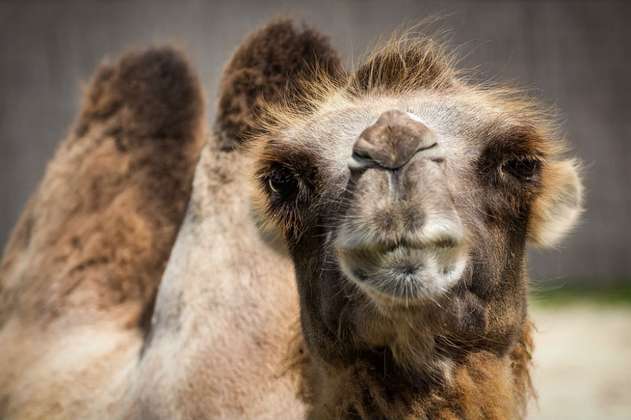 Camellos con Botox fueron descalificados en concurso de belleza de Arabia Saudita