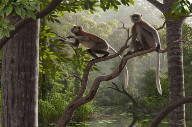 Excavaron los fósiles de mono más antiguos fuera de África