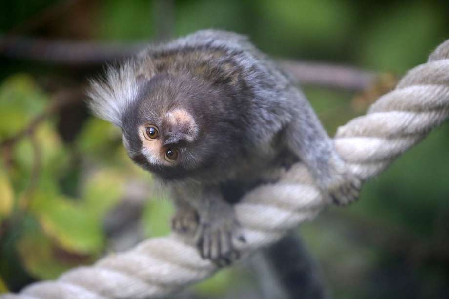 El mono tití gris es una especie endémica de Colombia. /IMAGEN DE REFERENCIA.