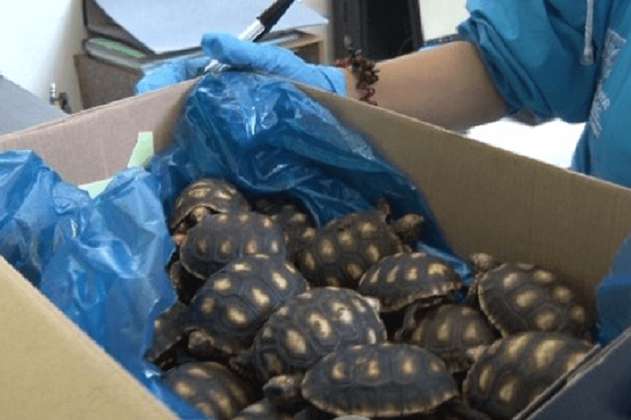 Recuperan en Bogotá 34 tortugas Morrocoy que eran transportadas de forma ilegal